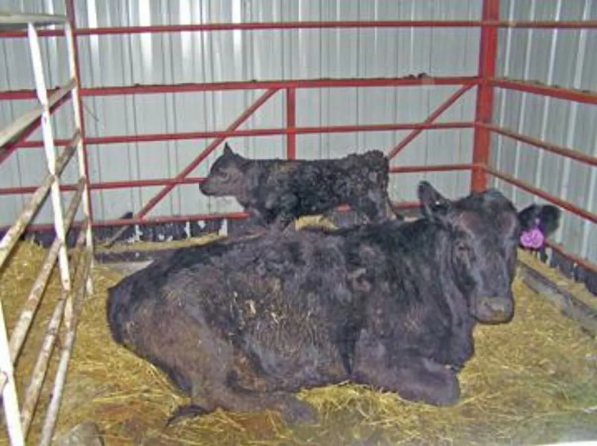 MOORE CALVING & FOALING CAMERAS 4G.  0892504083 - Image 2