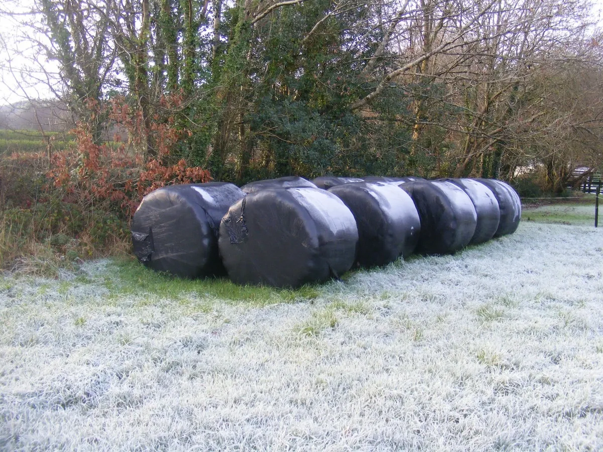 Organic Haylage - Image 2
