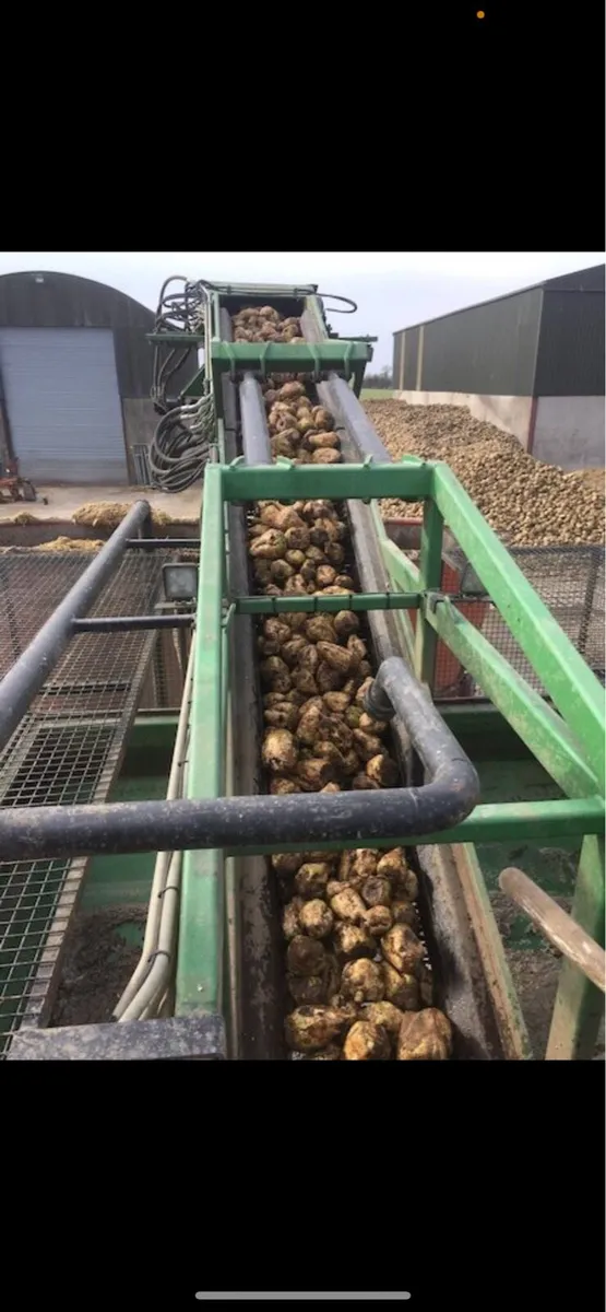 Sugar beet