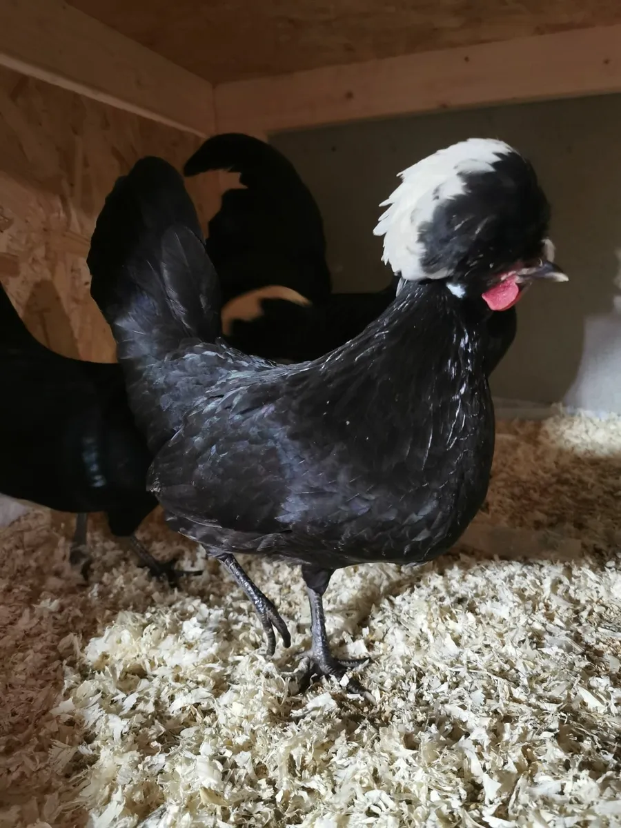 Hens, hatching eggs for sale - Image 3