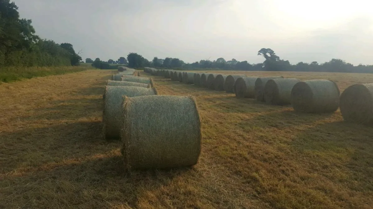 2024 June Hay