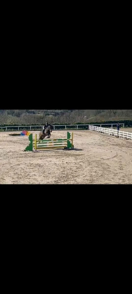 💫Voltaire/tanglo/vdl arkansas/ cavaallier royal💫 - Image 1