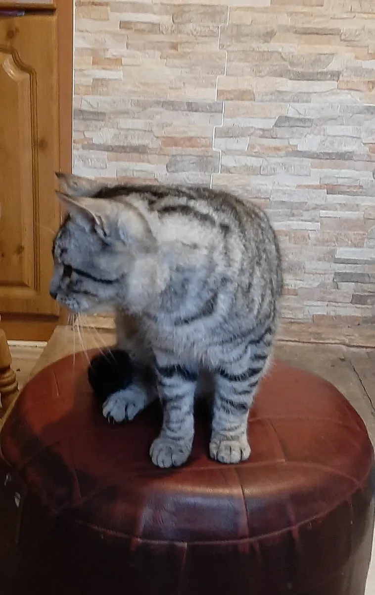 Cat - Image 2
