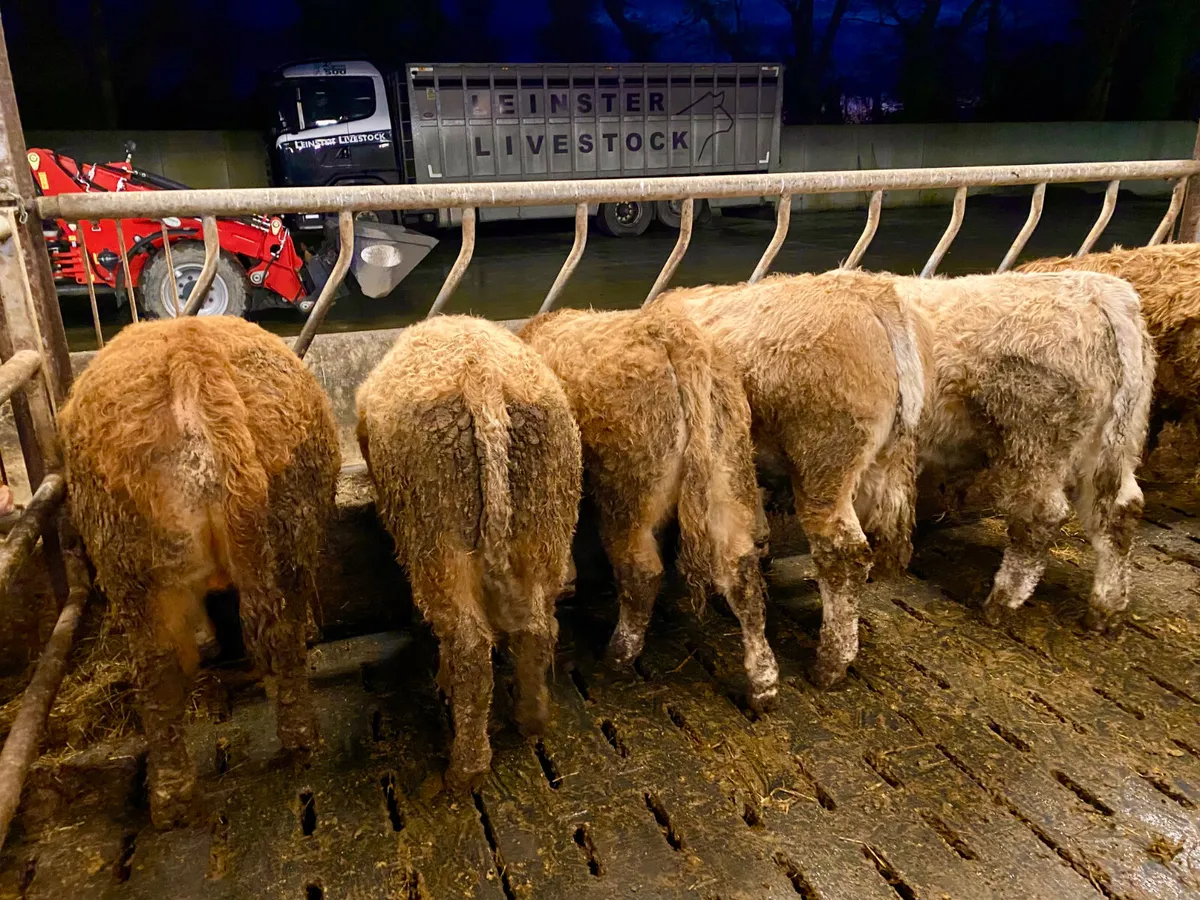 6 Super Bullocks - Image 4