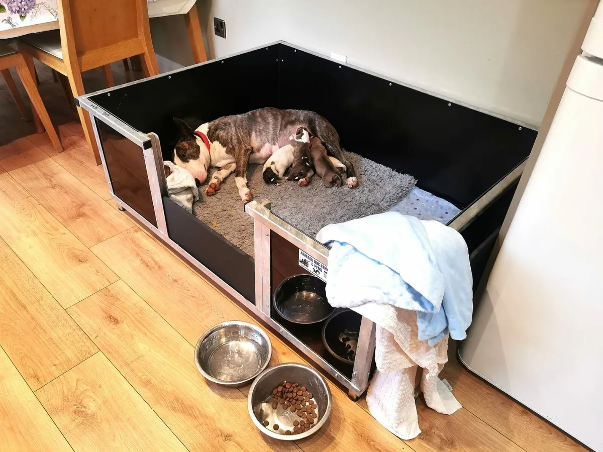 whelping boxes suit pups dog beds garden furniture - Image 2