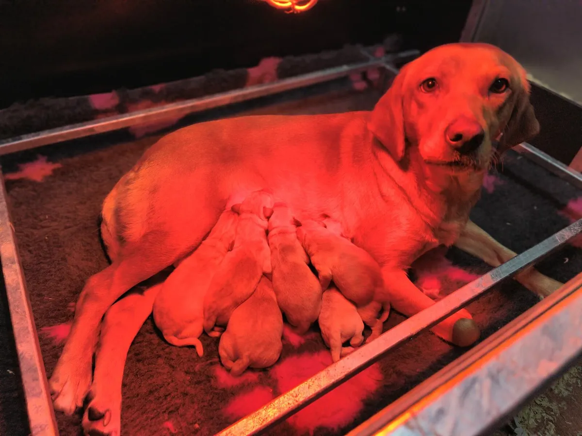 whelping boxes suit pups dog beds garden furniture - Image 1