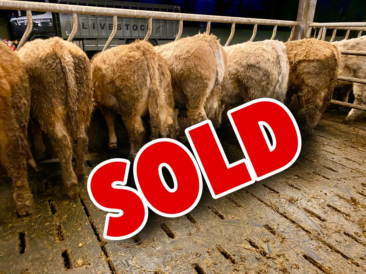 Smashing Bull Weanlings - Image 1