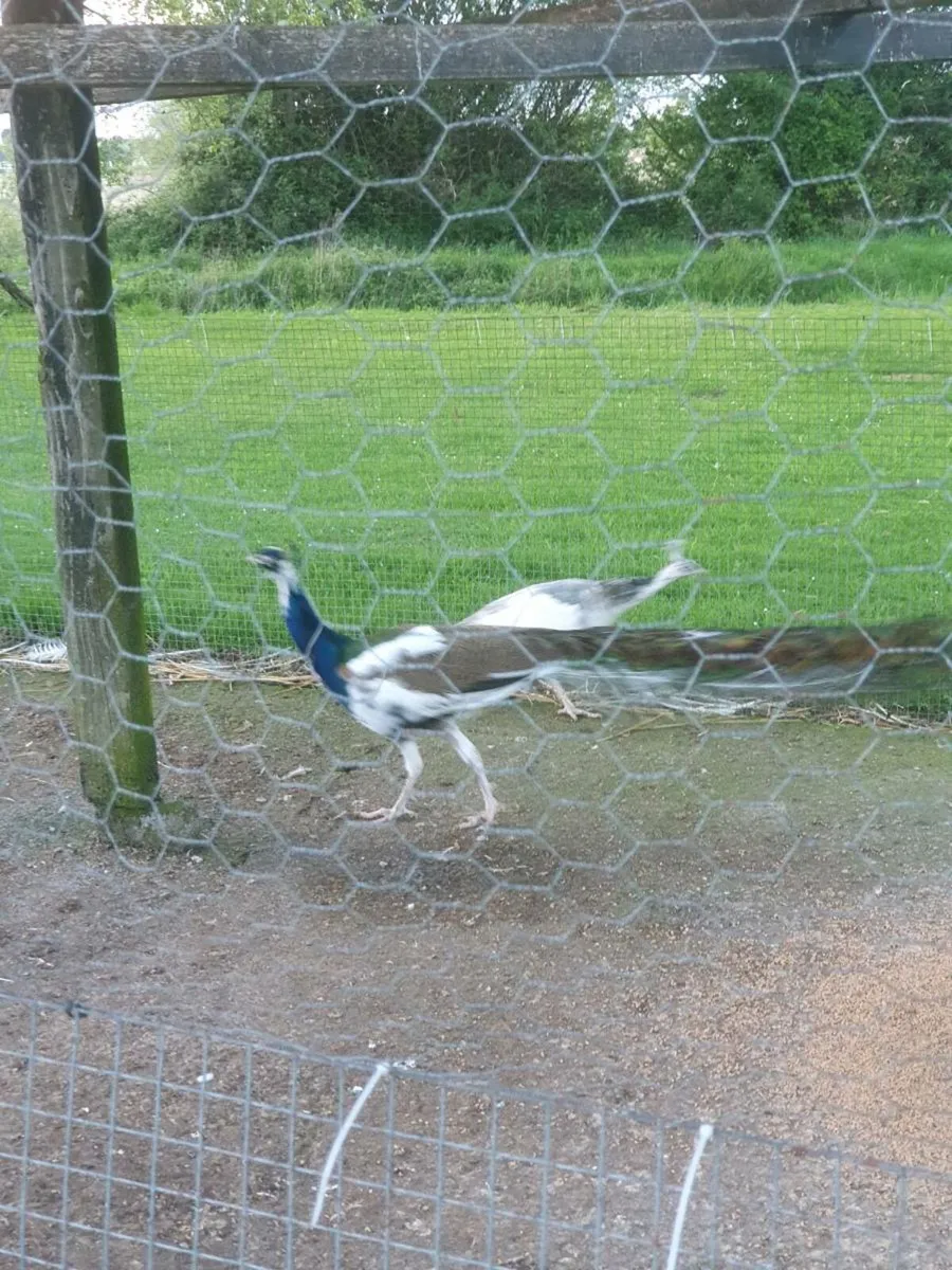 Peafowl hatching eggs with fertility guarantee - Image 3
