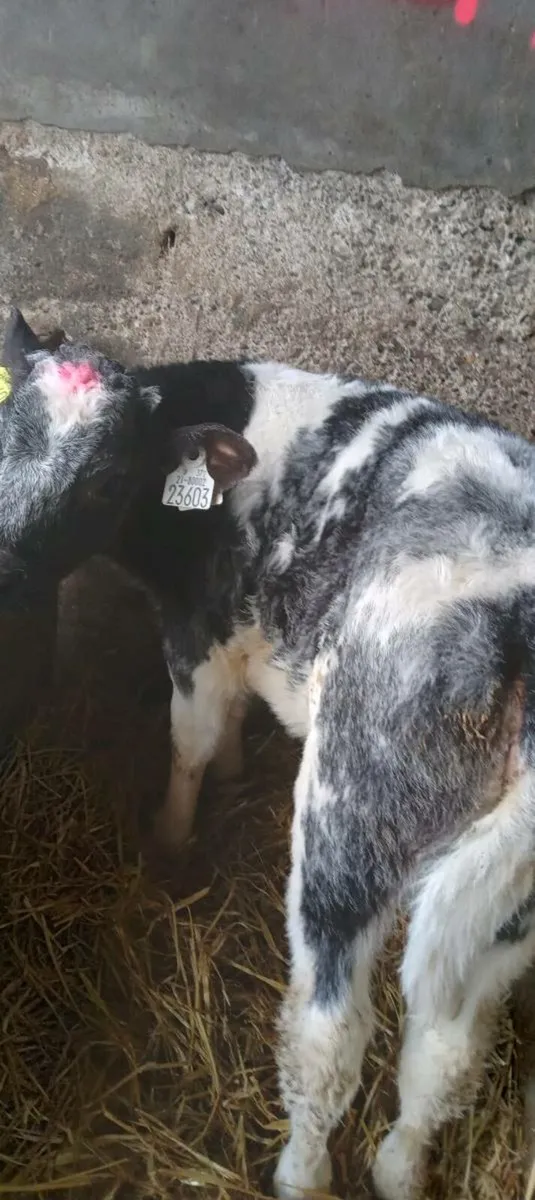 Blue calves - Image 2