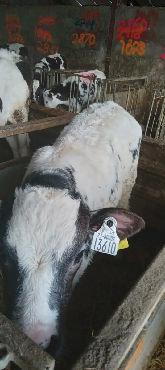 Blue calves - Image 3