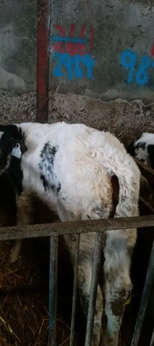 Blue calves - Image 4