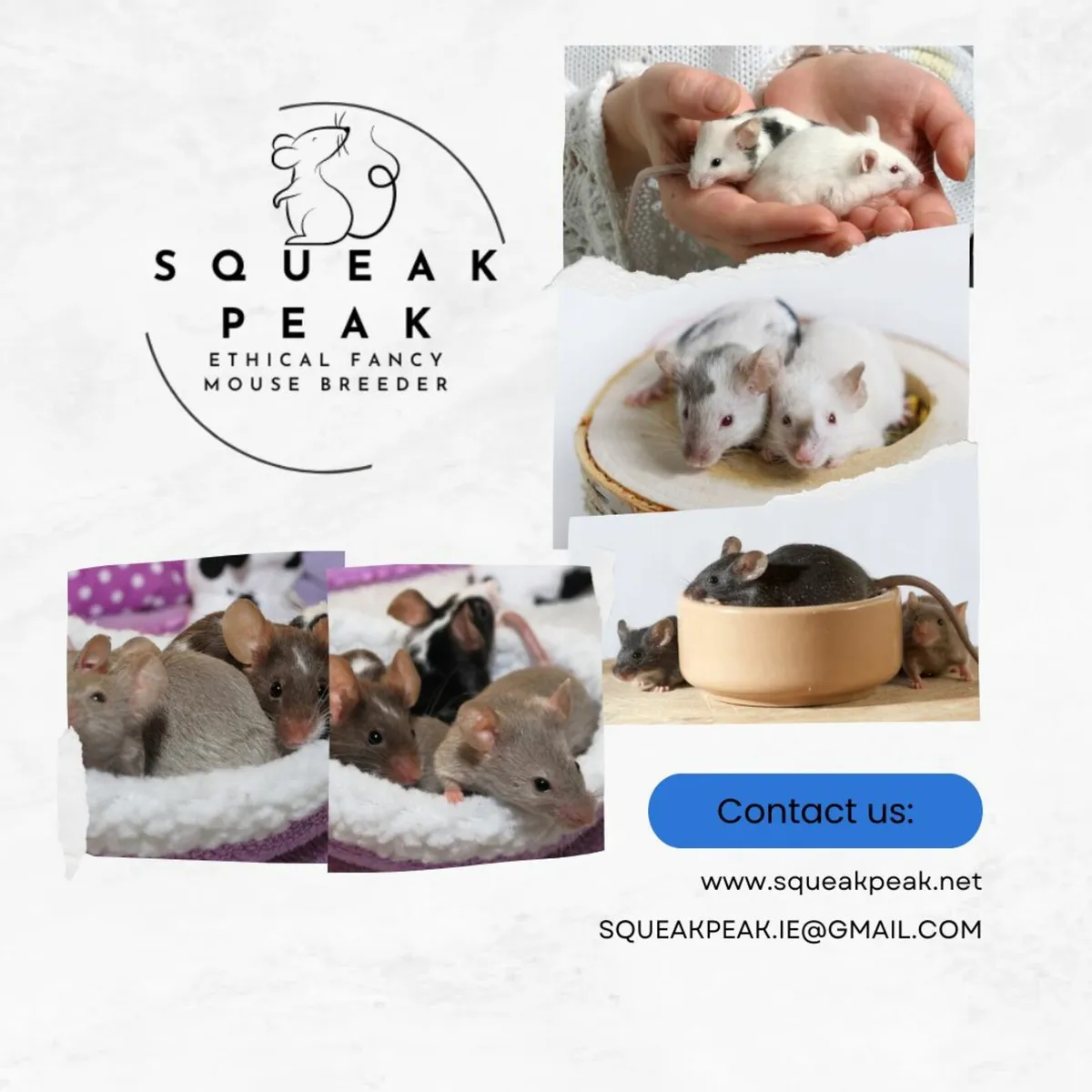 Fancy/Pet Mice