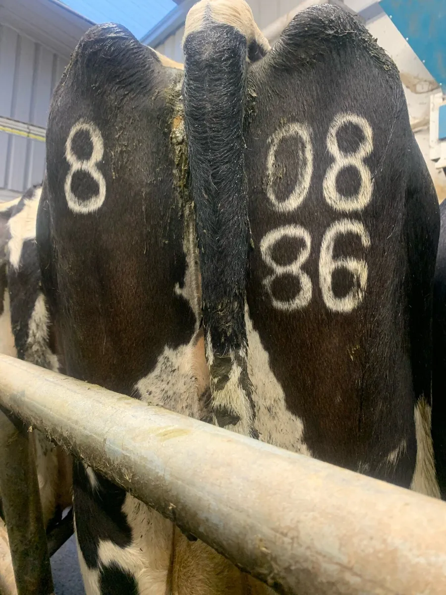 Cow scanning & freeze branding - Image 1