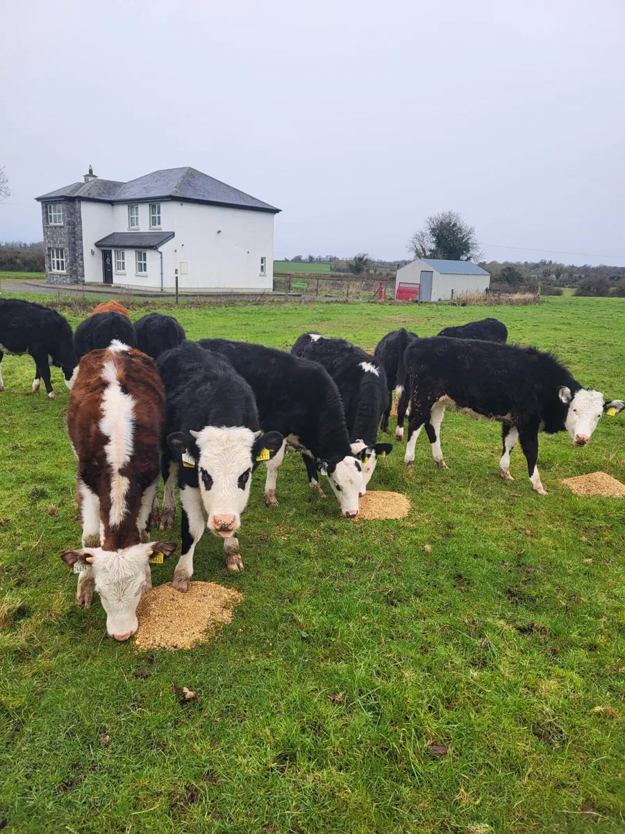 Hereford heifers - Image 3