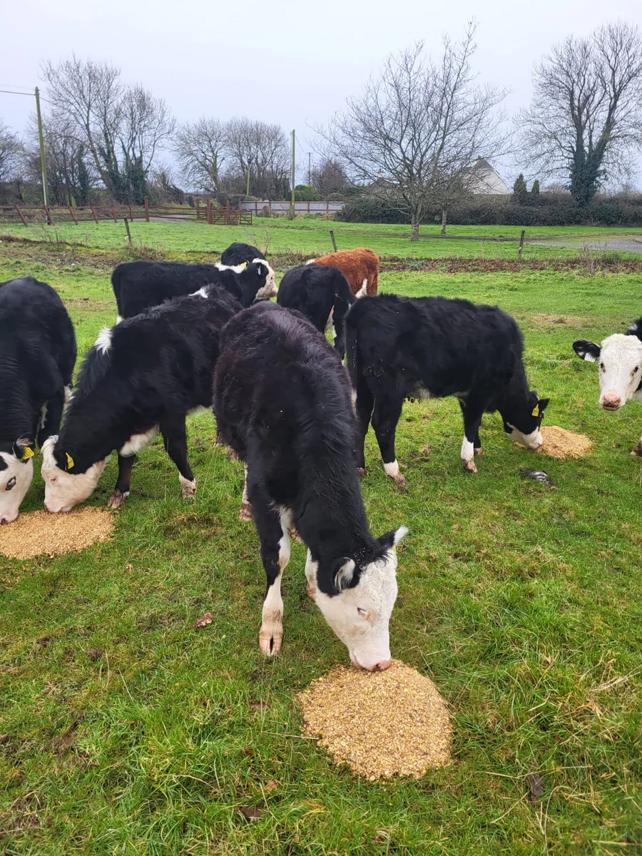 Hereford heifers - Image 1