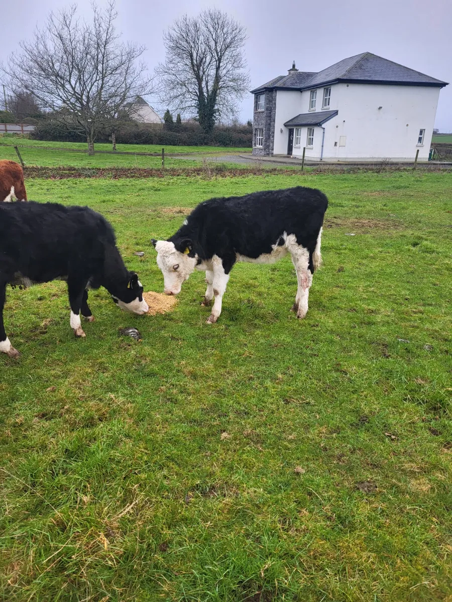 Hereford heifers - Image 4