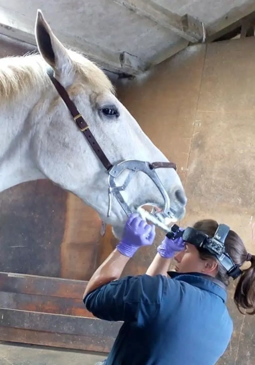 O’Grady Equine Dental Services