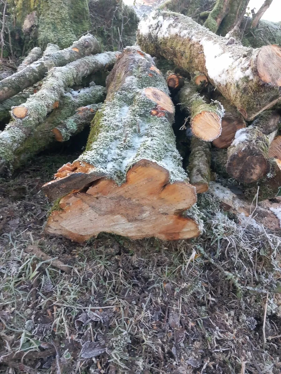 Apple Wood For Sale - Image 1