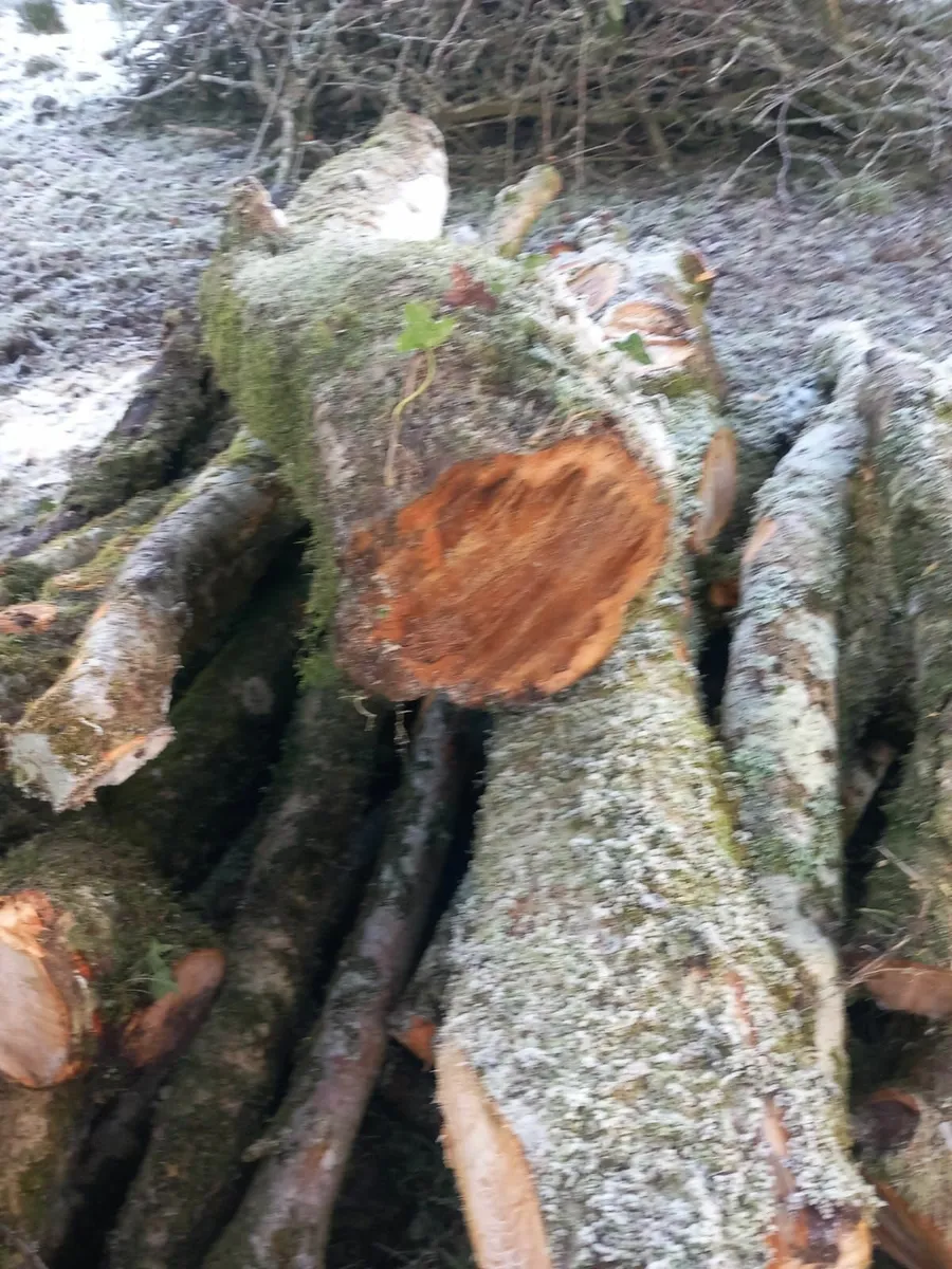 Apple Wood For Sale - Image 3