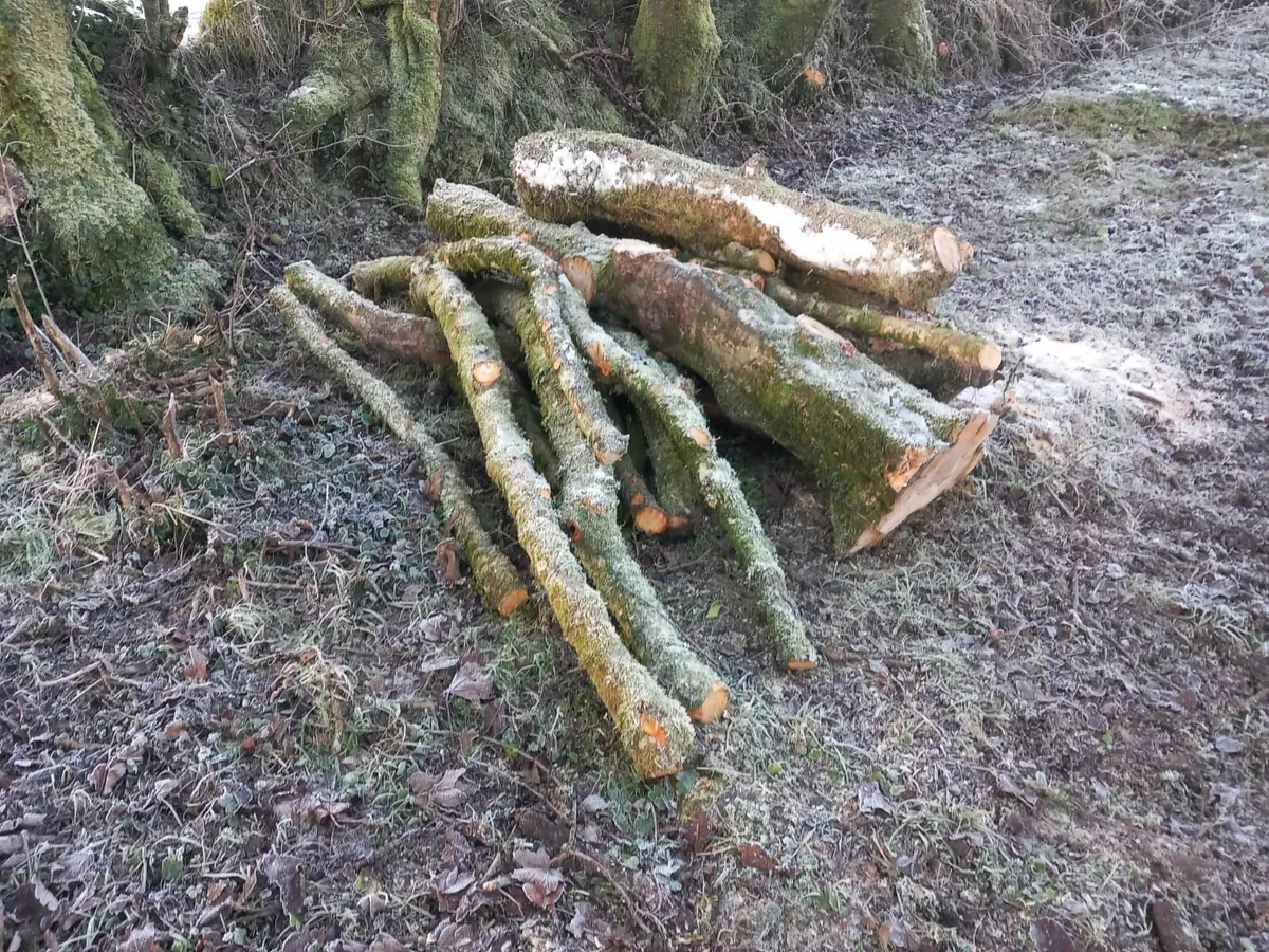 Apple Wood For Sale - Image 4