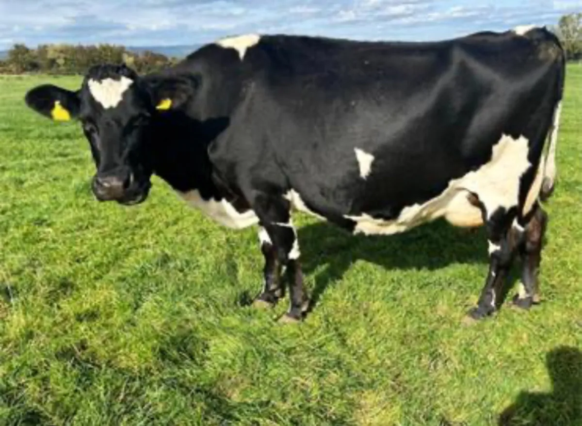 Cull Cows Wanted