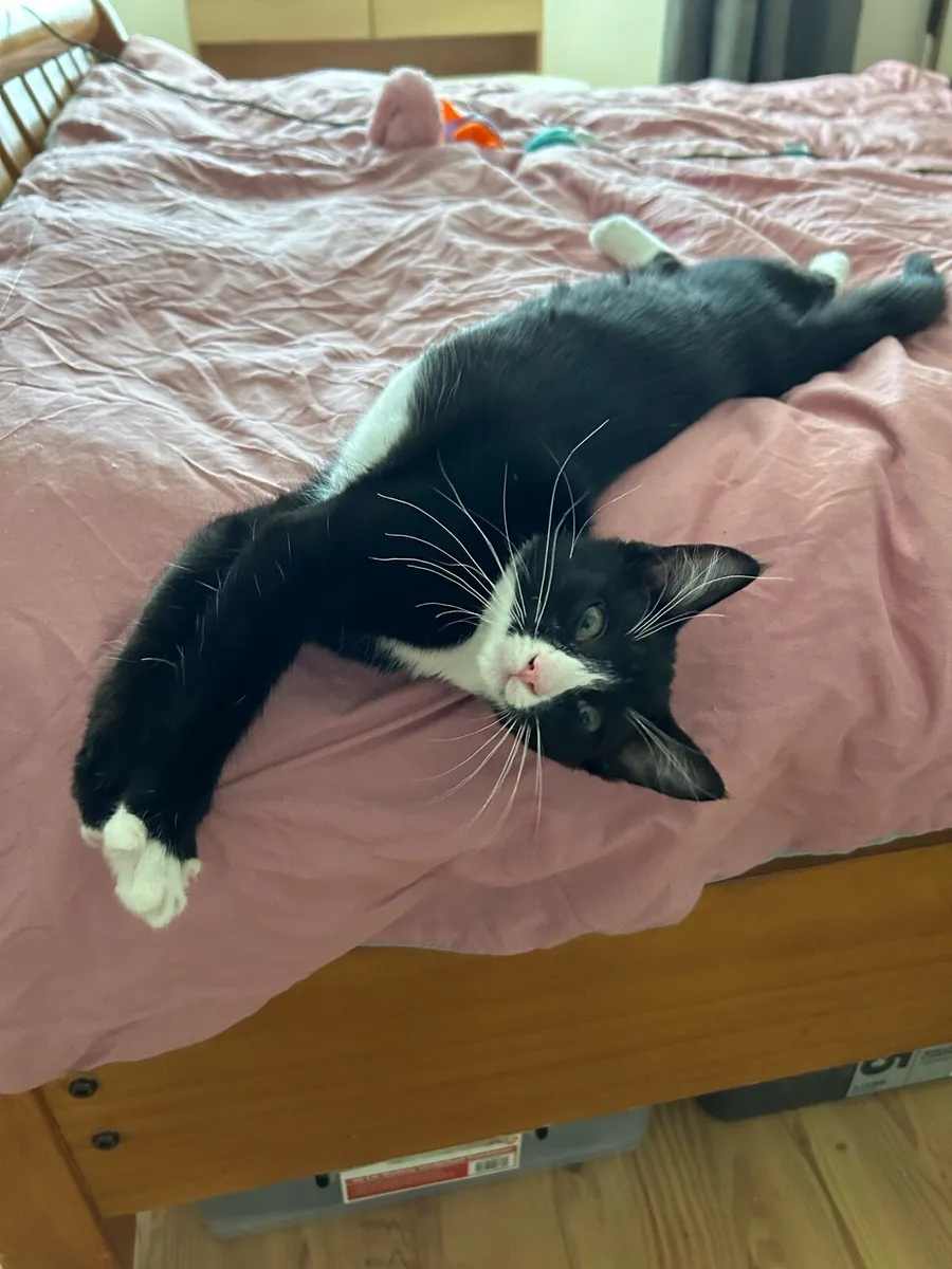 Female tuxedo cat - Image 1