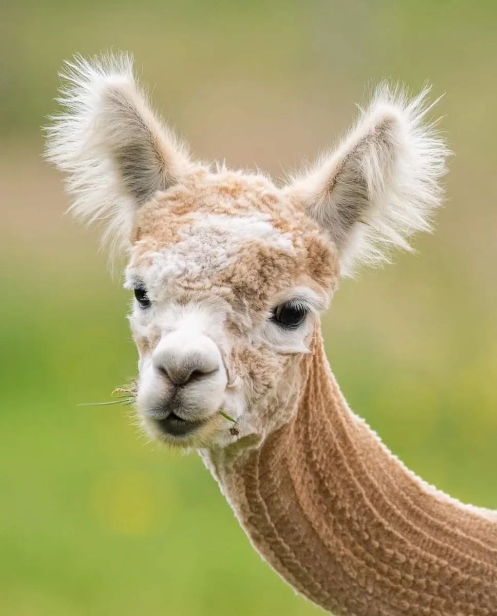 Alpacas - Image 1