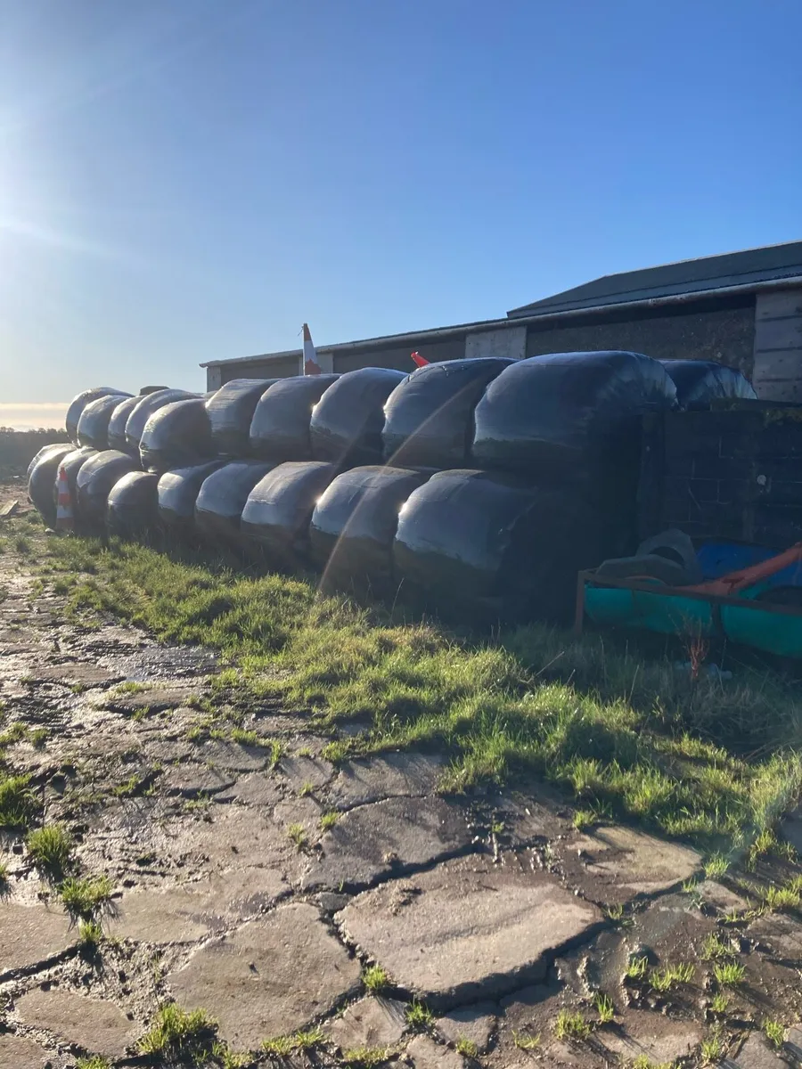 First cut silage bales - Image 1