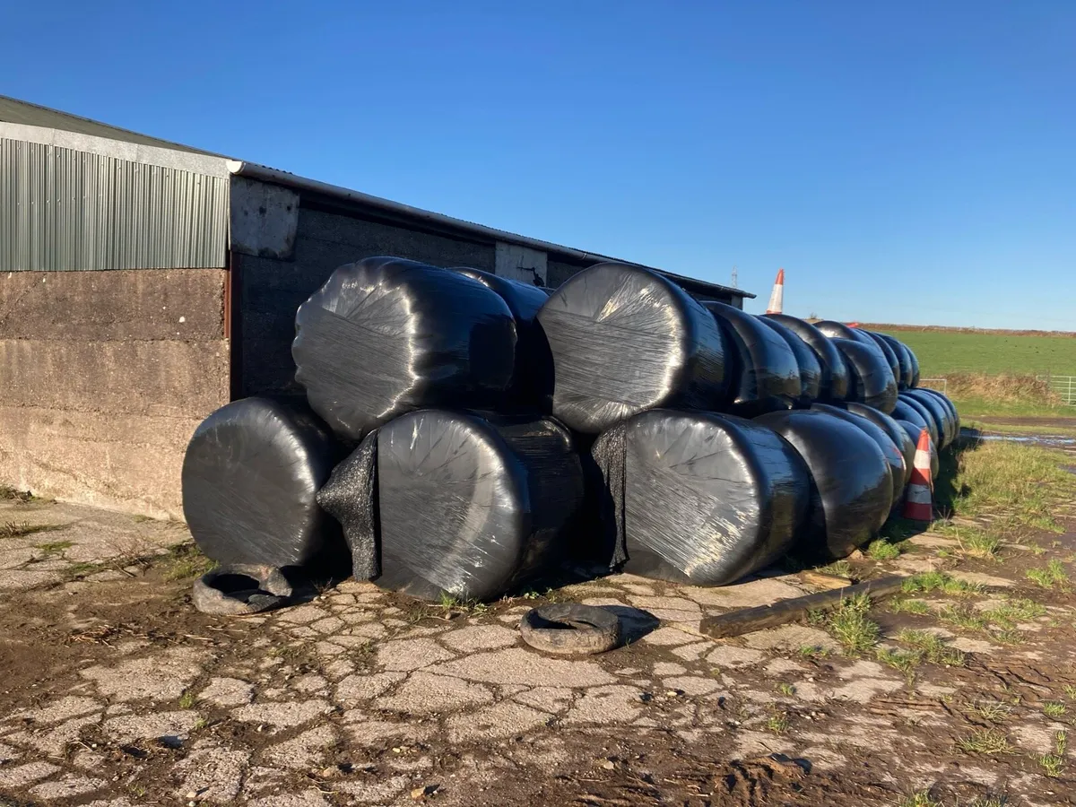 First cut silage bales - Image 2