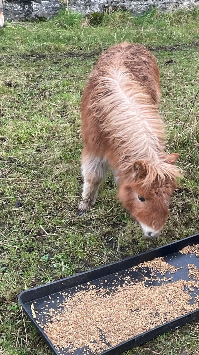 Pony - Image 2