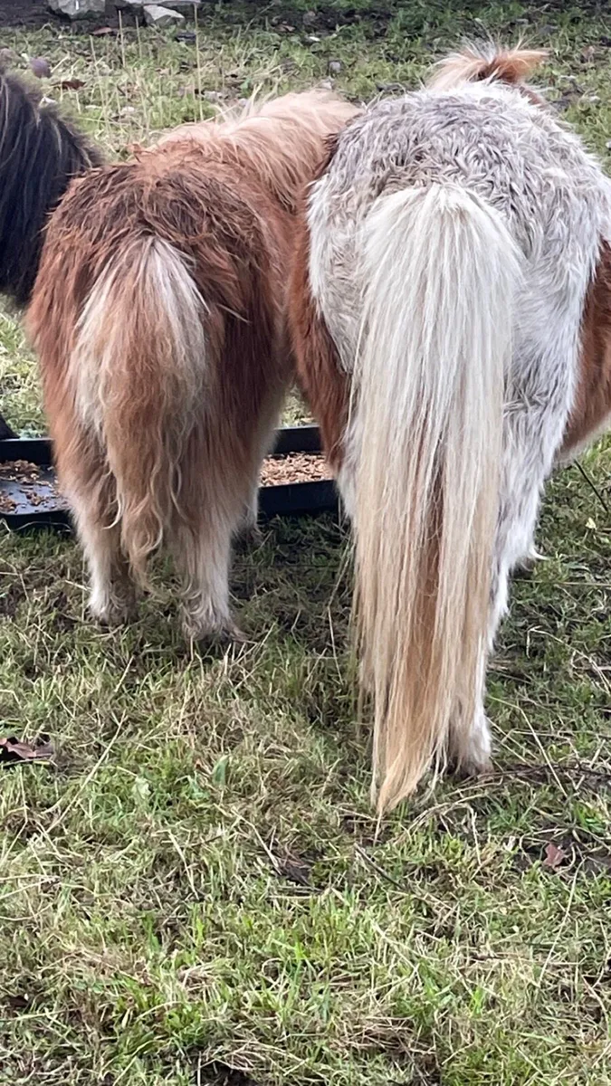 Pony - Image 3
