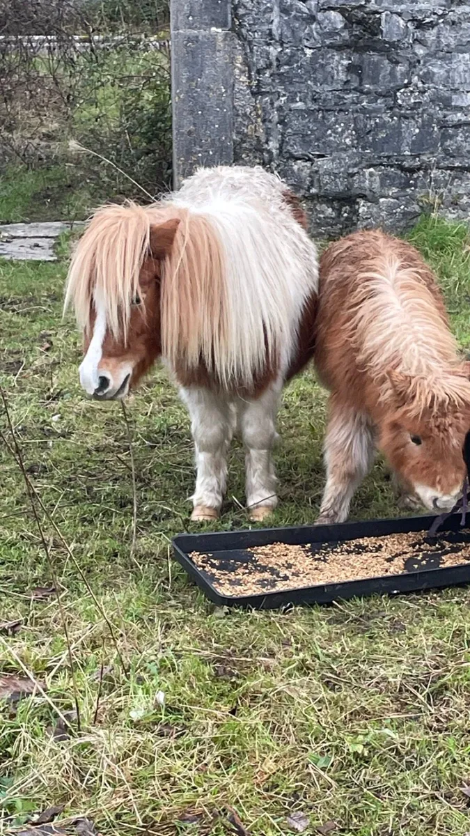 Pony - Image 4