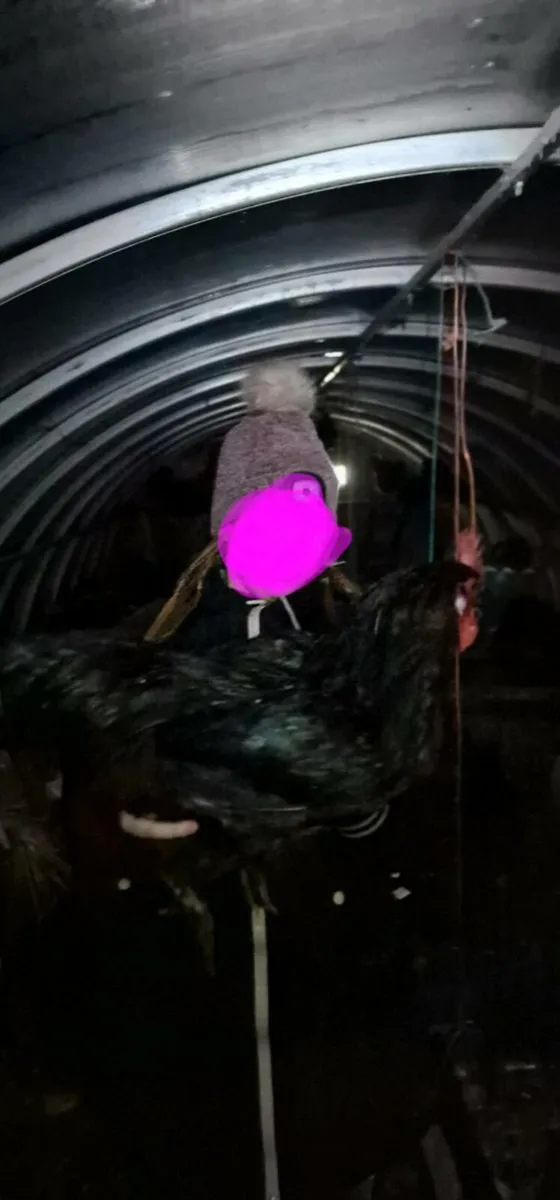 Roosters - Image 1