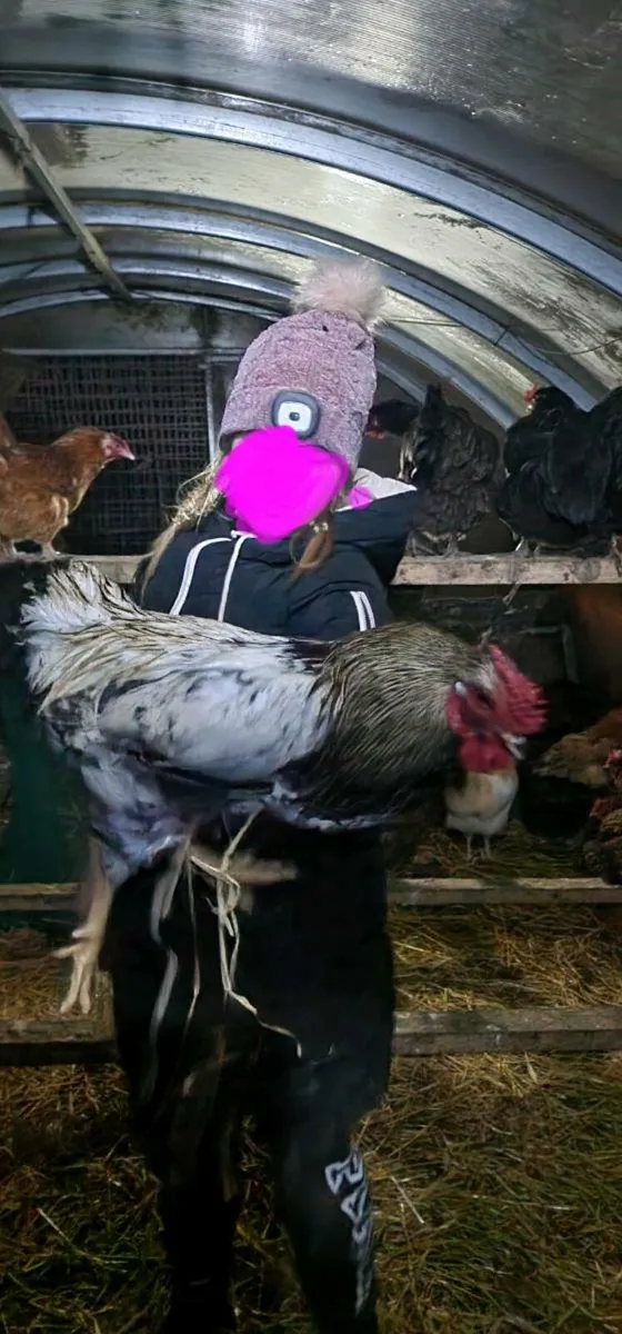 Roosters - Image 2