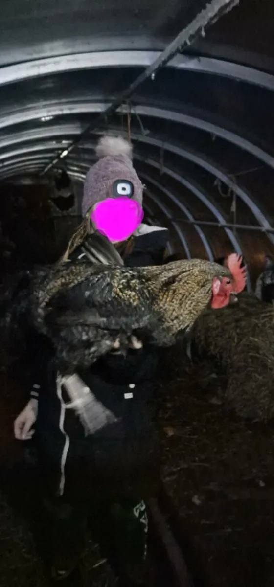 Roosters - Image 3