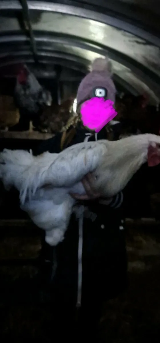 Roosters - Image 4