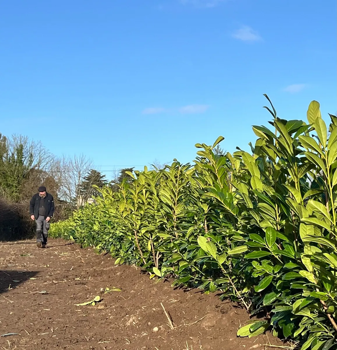 Red Robin & Laurel hedges tree - shrub - screening - Image 4