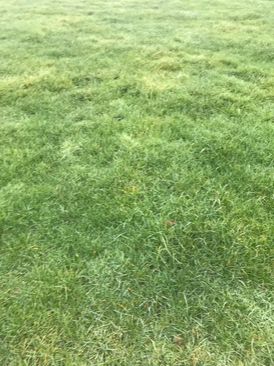 Silage land - Image 1