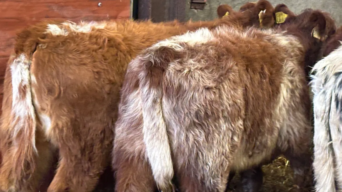 ⭐️ 5 Lovely Quality LM Heifer Wealings ⭐️ - Image 3