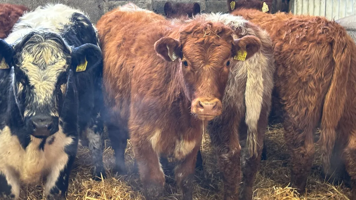 ⭐️ 5 Lovely Quality LM Heifer Wealings ⭐️ - Image 2