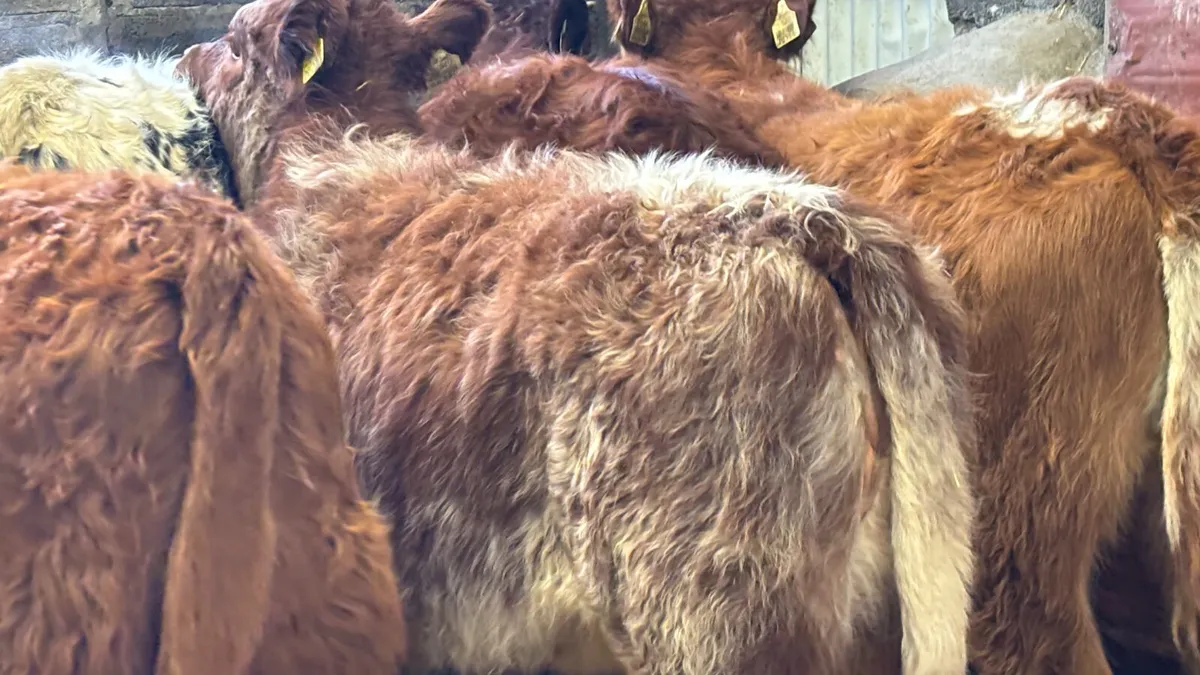 ⭐️ 5 Lovely Quality LM Heifer Wealings ⭐️ - Image 1
