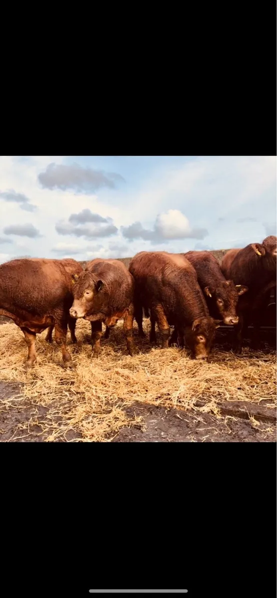 Purebred Registered Limousin Bulls - Image 1