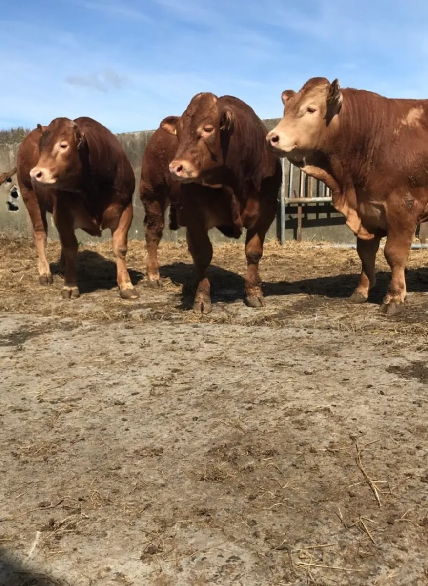 Purebred Registered Limousin Bulls - Image 2
