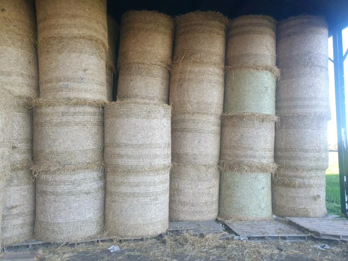 STRAW Barley + Wheat straw for sale - Image 4