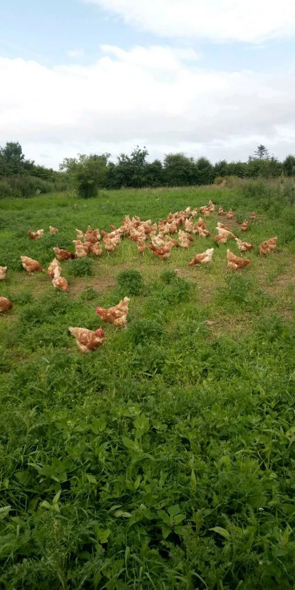 Certified organic laying hens