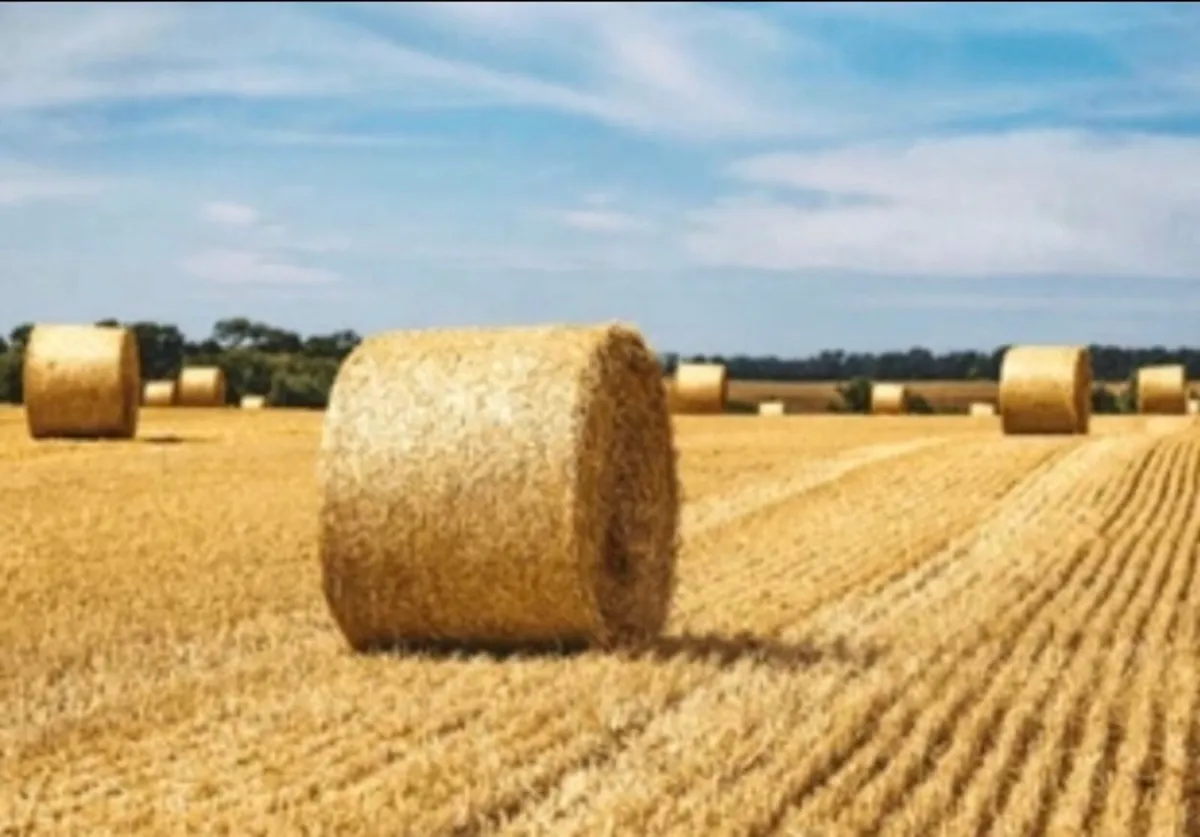 👉STRAW & HAY 👈  Delivery Available - Image 1