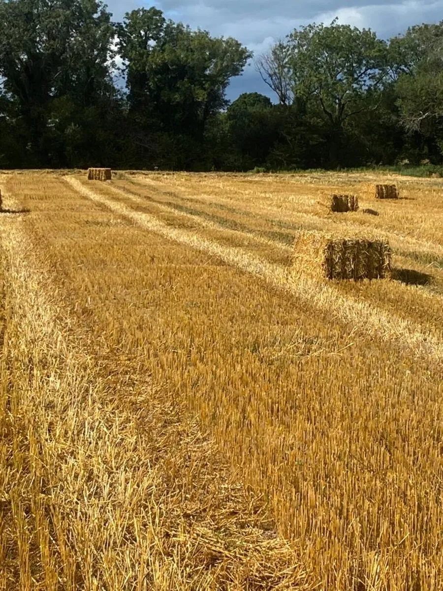 Top Quality Hay just baled and Straw - Image 1
