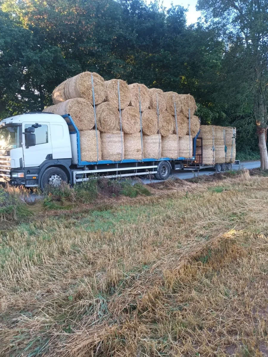 Top Quality Hay just baled and Straw - Image 2