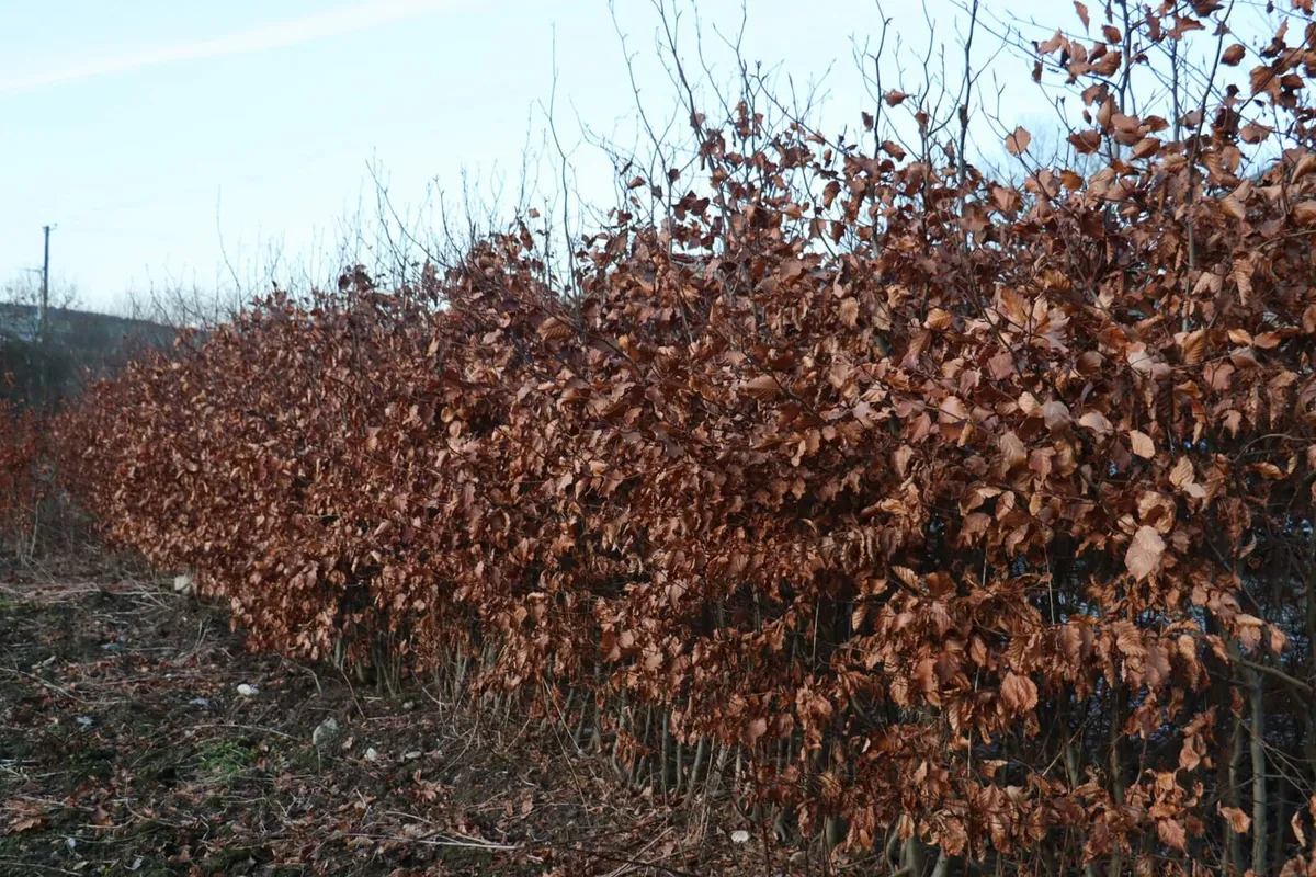 Copper beech - Image 1
