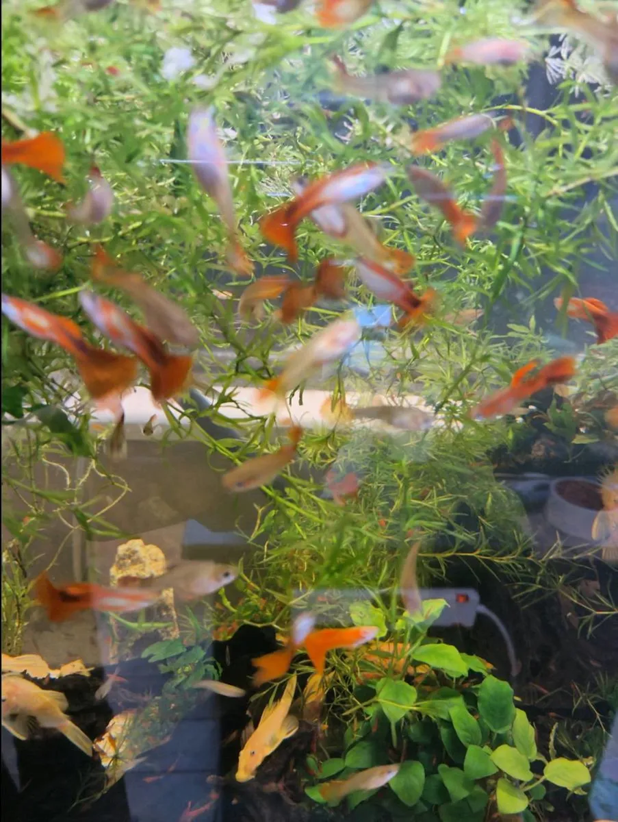Tropical water fishes, shrimps, snails and Plants. - Image 3
